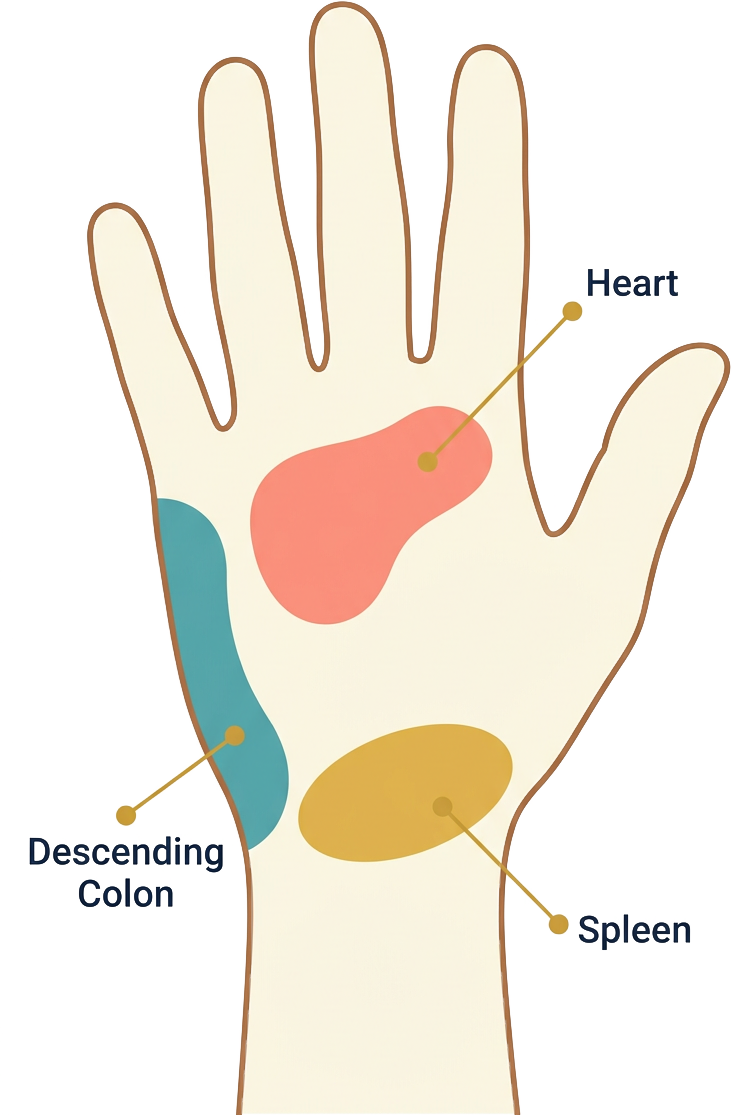 Left hand reflexology chart — 左手反射区